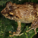 Illustration for article titled Scientists find 8 impossibly adorable new frogs in a single forest